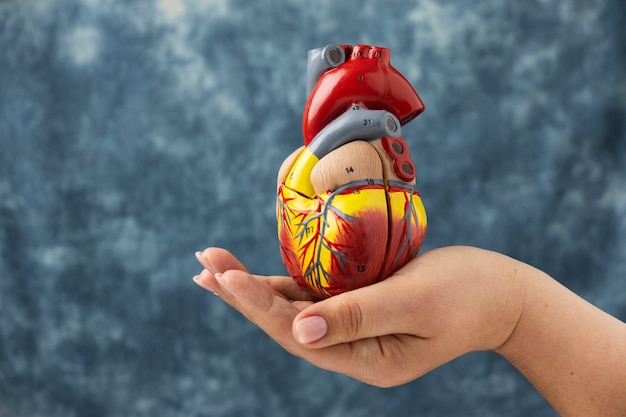 Heart Transplantation: When Is It Needed and What to Expect?
